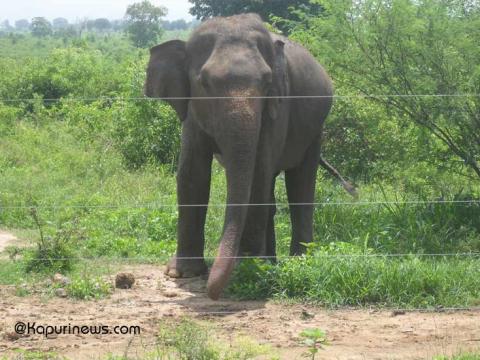 झापामा घाँस काटेर फर्कँदै गरेका वृद्धको जङ्गली हात्तीको आक्रमणमा मृत्यु