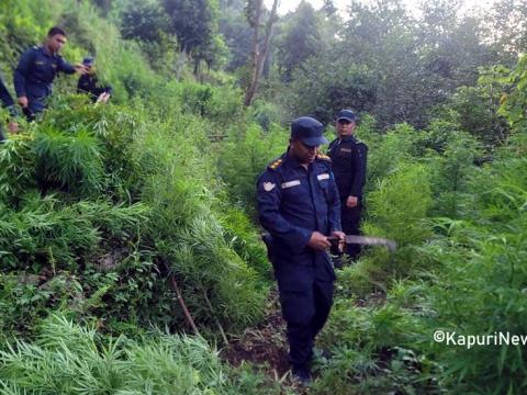 धनकुटामा अवैध गाँजाका बोट बिरुवा प्रहरीद्वारा नष्ट गर्न थालियो