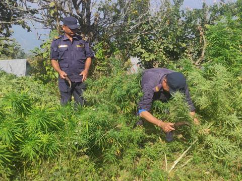 पूर्वमा धनकुटाबाट गाँजा निकासी र भारतबाट ब्राउनसुगर, लागुऔषधको अवैध पैठारी बढ्दो 