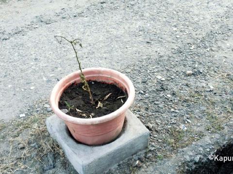 नगर प्रमुख हर्क साम्पाङको सडकमा खोर्सानी योजनामा लाखौँ रकम खेर गयो